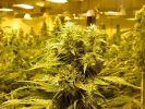 Boulder, Denver, CO. Marijuana Growers Insurance